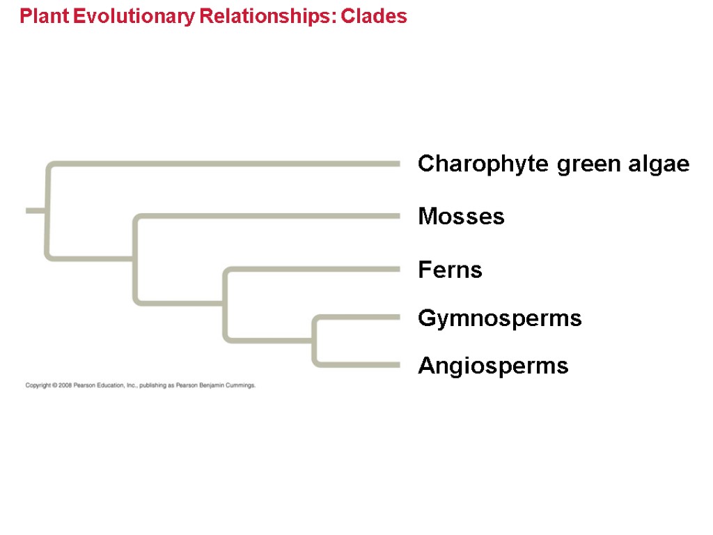 Plant Evolutionary Relationships: Clades Charophyte green algae Mosses Ferns Gymnosperms Angiosperms